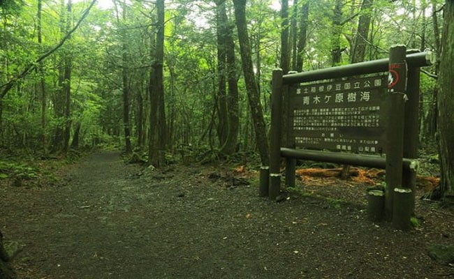 Aokigahara khu rừng tu sat o Nhat Ban 3
