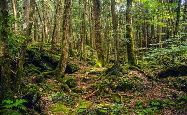 Aokigahara khu rừng tu sat o Nhat Ban 1