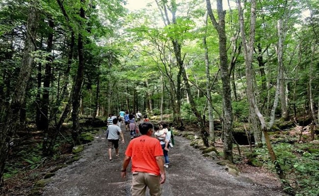 Aokigahara khu rừng tu sat o Nhat Ban 2
