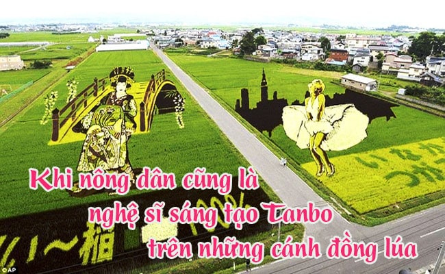 Tanbo tren nhung canh dong lua