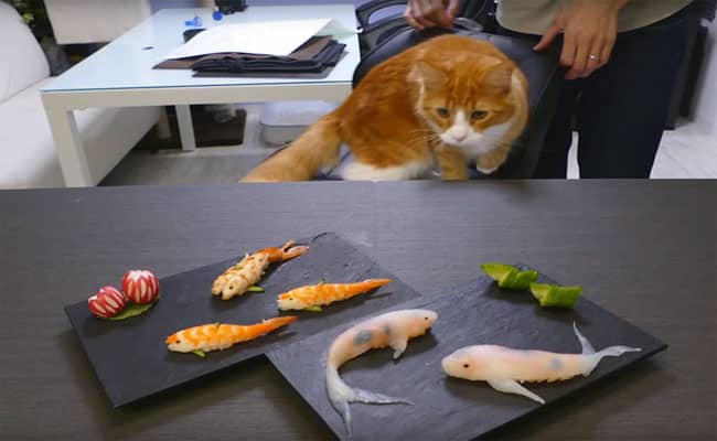 sushi ca koi 5