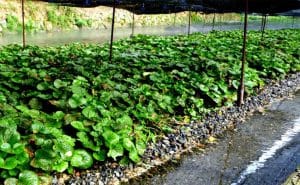 Nong trai Daio Wasabi Farm 3