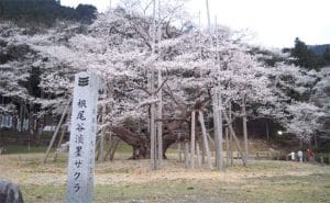 Anh dao nghin tuoi o Nhat Ban 5