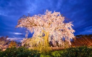 Top 6 con duong song ao chat lu cung hoa anh dao o Kyoto 2