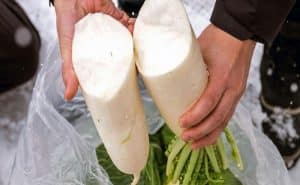 Vung dat tuyet Niigata 6