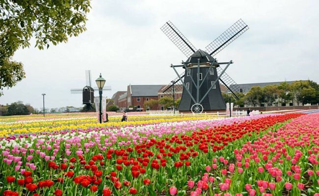 thi tran hoa tulip Huis Ten Bosch 3