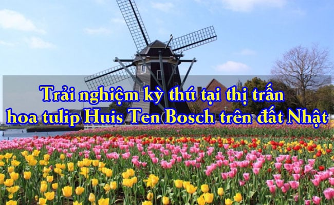thi tran hoa tulip Huis Ten Bosch