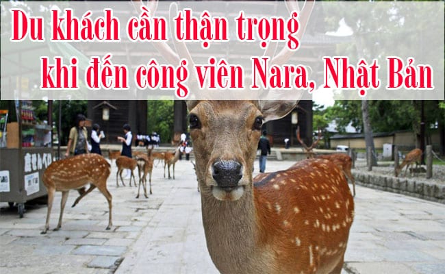 Cong-vien-Nara